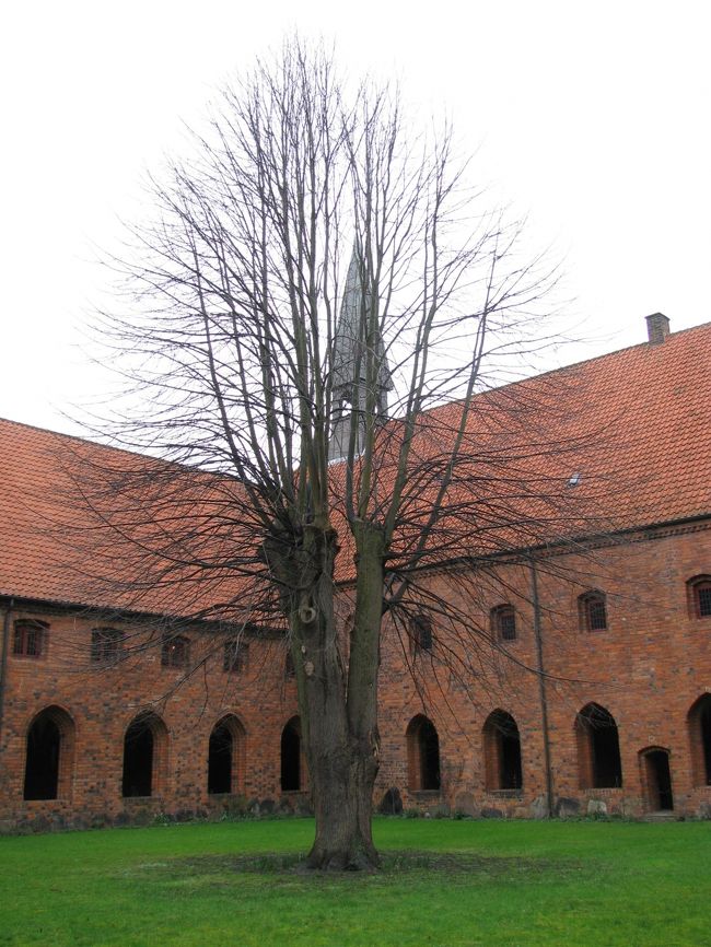 もっと暖かくなると、どんな葉をつけるのだろう。。