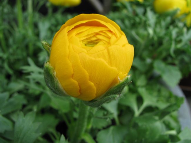 多くの花はまだつぼみです。