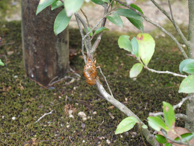途中蝉の抜け殻を見つけました。