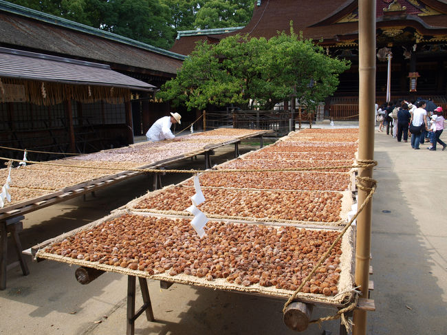 大福梅の土用干しというらしいです。<br />非常に良い香りです。<br />http://www.kitanotenmangu.or.jp/ume/info.html#007