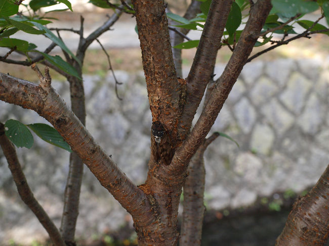 そこら中で蝉が鳴いています。<br />近くの木で鳴いている蝉を見つけました。