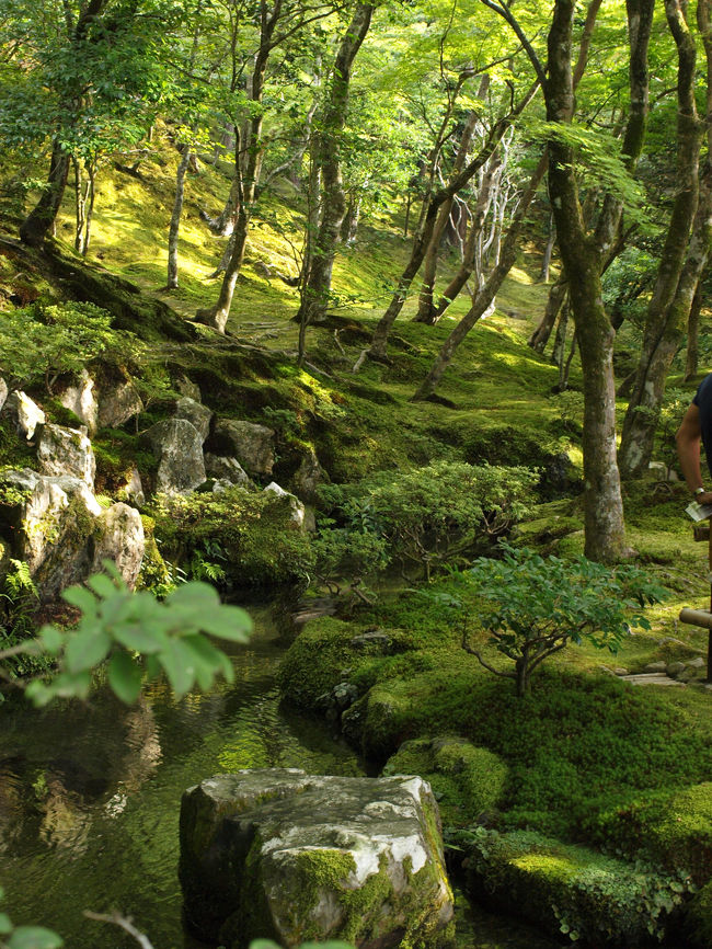 一面の苔がきれいです。