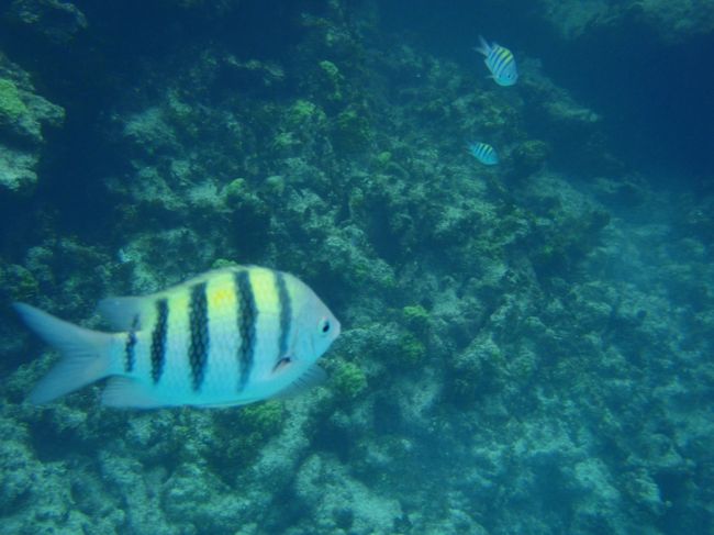 さっそくお魚さんとの対面です。