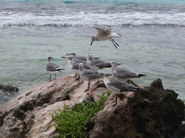鳥さんも沢山。