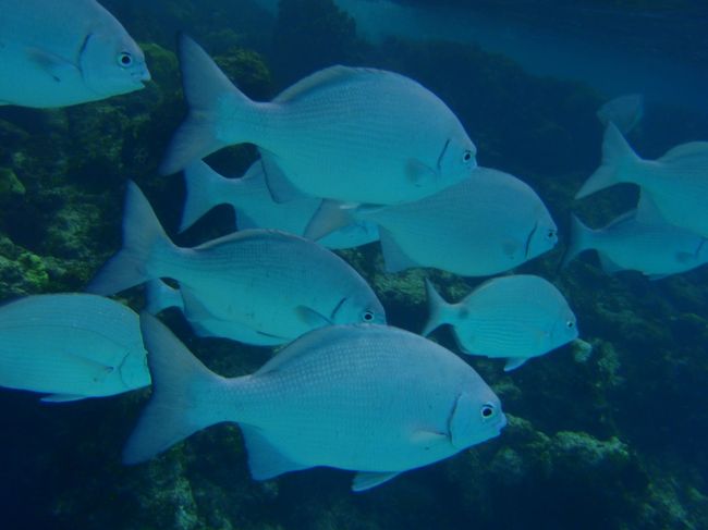 お魚さんがいっぱい。