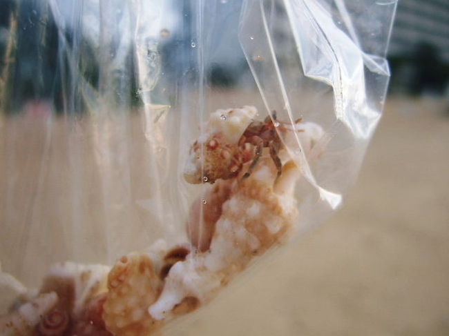 拾った貝殻の中からヤドカリ君が〜