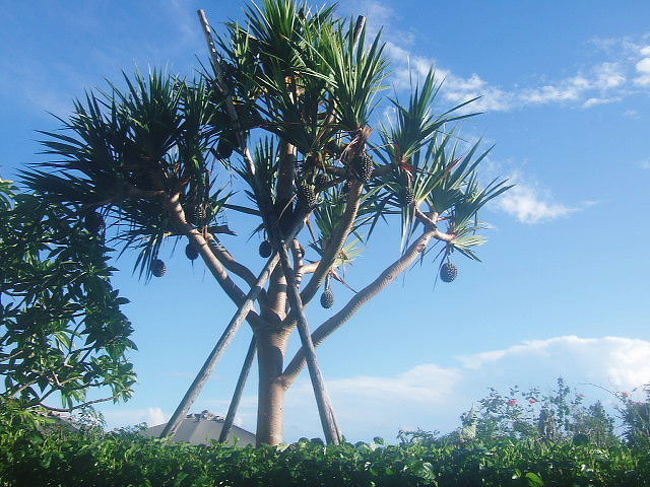 翌朝<br /><br />お部屋から景観<br />今日も暑そうです・・・<br />（毎朝おなじ事を言ってるような気がしますが。。。笑）