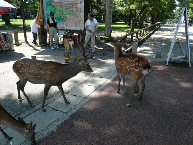 このように鹿せんべい売りのおばちゃんのいる所に鹿がたくさんいます。特に子供の鹿はちいさくてカワイイですよ。