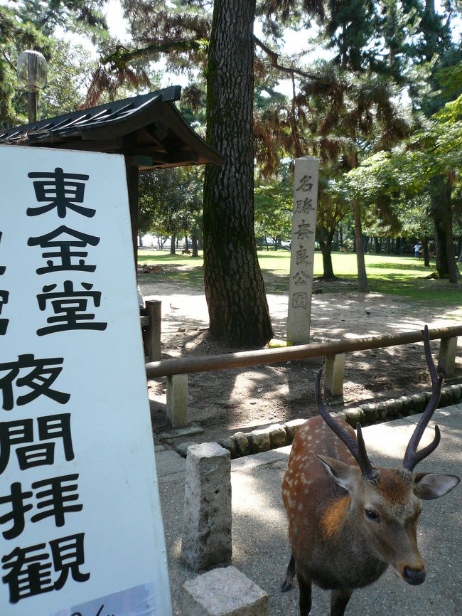 真夏の昼間はとても暑いので夜間の方が涼しく、ライトアップ等で雰囲気もあったりしていいかも知れません。じーっとしてると、ちょろちょろ鹿が視界に入ってきます。