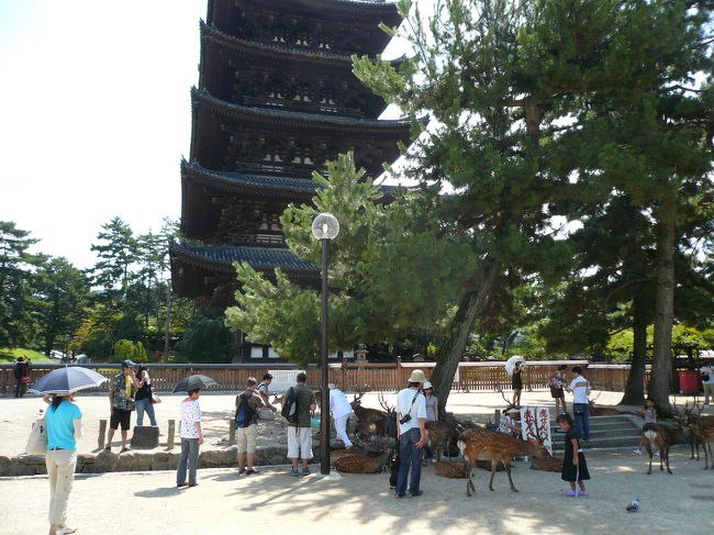 外国人観光客は鹿と五重塔をワンショットに入れるのに夢中です。また大声で「チャオ」っとか言いながら鹿に寄っていったら、鹿がなぜか後ずさりしてましたね。まぁ日本語だろうがイタリア語だろうが鹿にとっては同じでしょう。