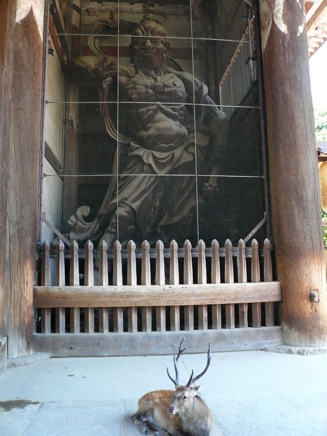 木造金剛力士立像です。もちろん国宝です。こちらは右手だったので吽形??ですかね。鹿も安心してはるようです。 