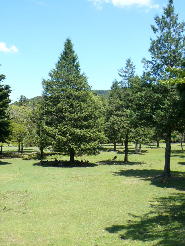 次の目的地の二月堂に向けての道すがらの風景です。なぜこの木を撮ったと言うと。。。