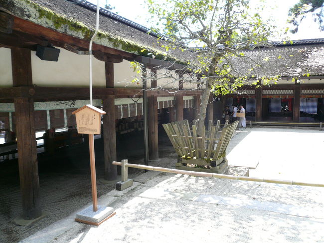 本殿に向かう途中にあるりんごの木だったと思われます。はっきり覚えてなくてすいません(-_-;)