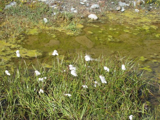 湖にはワタスゲも咲いてました。