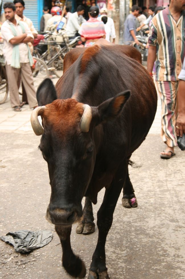 タメル地区/Thamel<br />牛