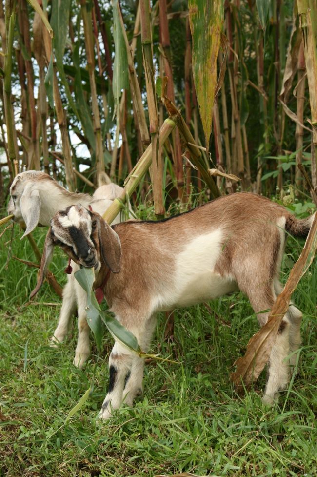 ナガルコット/Nagarkot<br />山羊