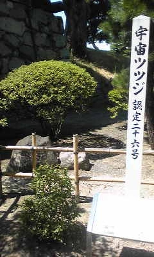 【松本城】<br /><br />宇宙ツツジ<br /><br />宇宙飛行士の向井千秋さんがスペースシャトルで宇宙に持って行ったツツジの種から発芽させ、2000年に植樹されたもの。