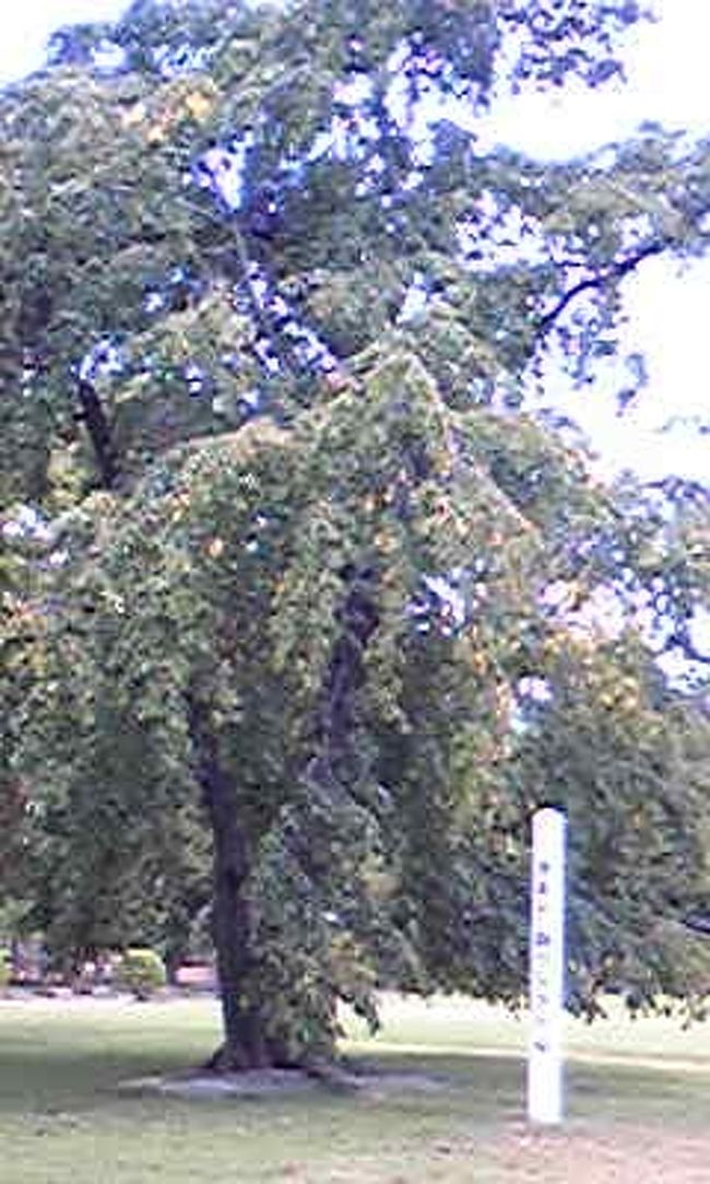 【松本城】<br /><br />清正公　駒つなぎの桜<br /><br />熊本城主加藤清正公が江戸からの帰りに立ち寄った際、松本城主石川康長が清正公に馬を差し上げたときにつないだ木が、このシダレザクラ・・という伝承が残る一本桜です。