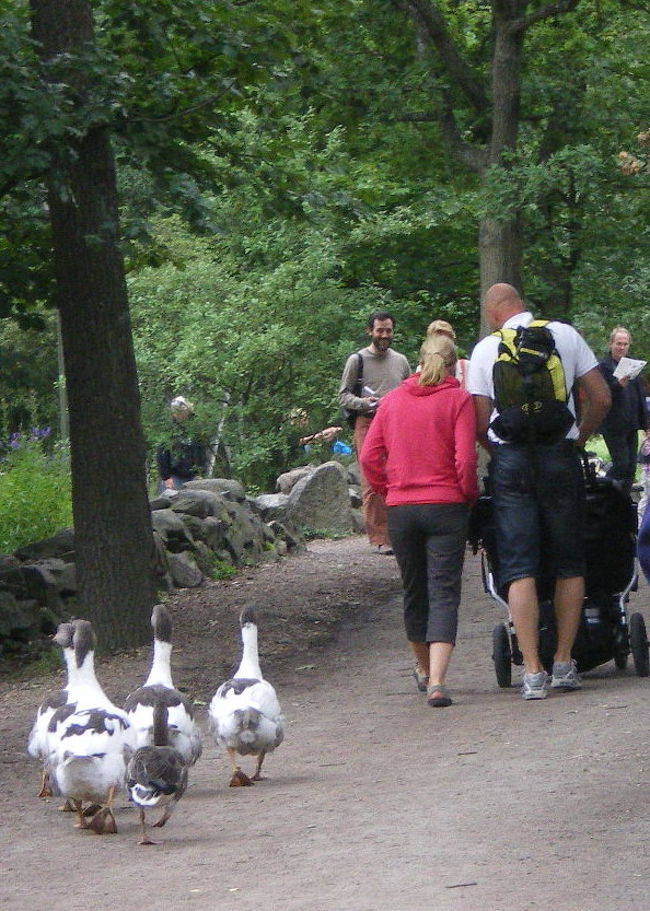 アヒルが散歩中・・・というか、ベビーカーを追いかけていました。