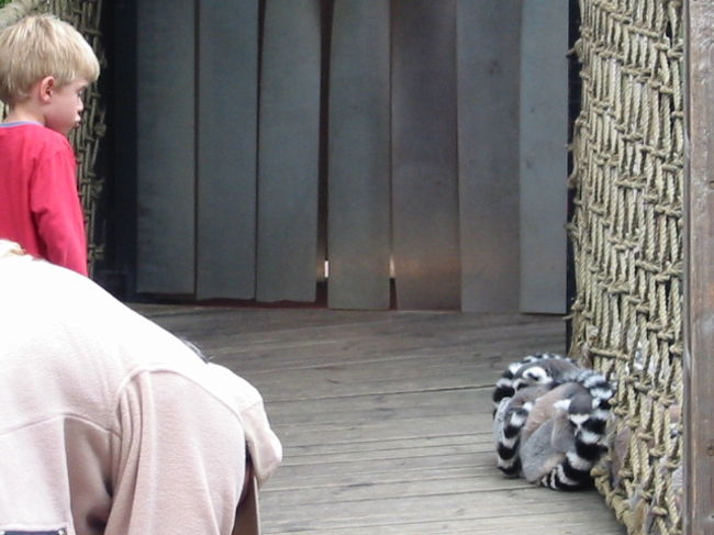 中にはいろんな動物もいます。<br />これは中にあった動物園で。こんなにちかくで動物を見られるとは！　手を伸ばしたら届くんですが、触らないでと言われました。