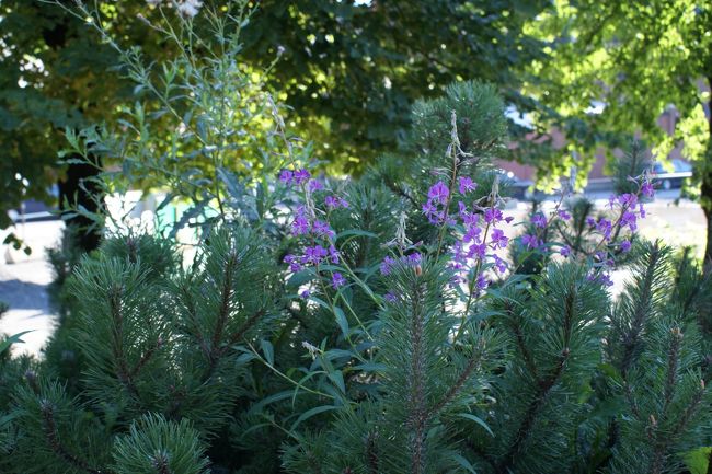 道路沿いにはハイマツとヤナギランが植えてあり、ここは北国なのに、この暑さは異常気象だと思う。
