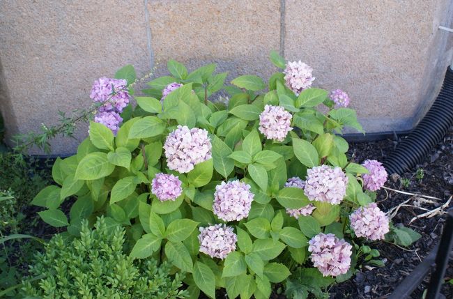 ここには紫陽花が咲いている。<br />と、街並みを楽しみながら歩く。<br /><br />生い茂った木々が見えて、どうやら王宮らしいところに出た。