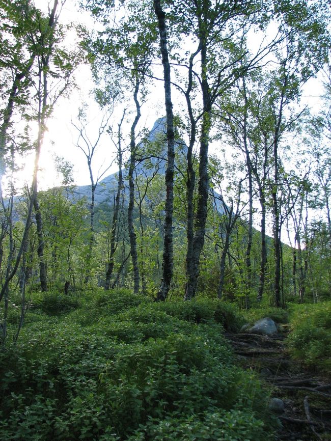白樺林の中のトレイルからは、木々の間からMt.Stetindが時折顔を覗かせてくれます。