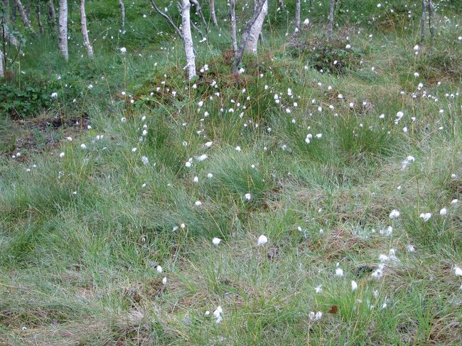 わたすげの群生にも出会いました。
