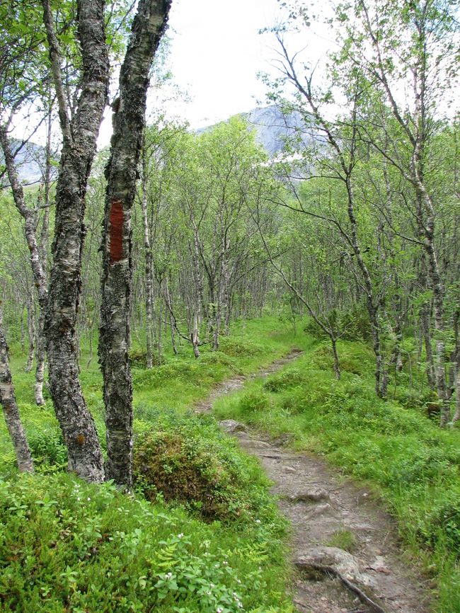 私たちが登った標高728mの湖までは、こんな感じのトレイルが続きます。<br />左側の木にあるような、赤いペンキのマークが続いています。