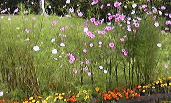 【彫刻公園】<br /><br />コスモス