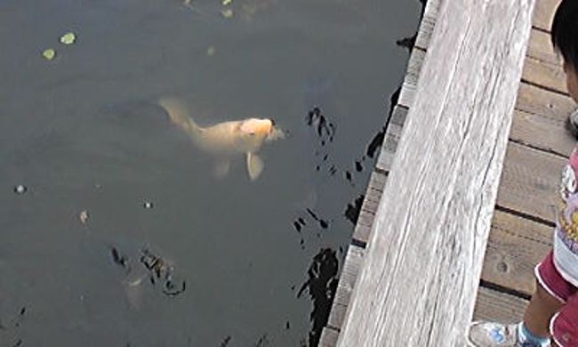 【白樺リゾートファミリーランド】<br /><br />鯉にエサやりをしてる親子がいました。<br />うようよと鯉がやってきました。<br />黒い鯉ばかりでしたがこの鯉は金色で目立ってました。