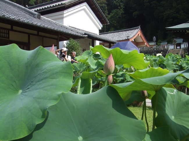 三室戸寺に到着です！<br />相方さんの同僚夫婦が臨月で里帰り中みたいで<br />宇治で合流することになりました。<br />いいところに住んでるなあ〜♪<br />この暑さにチャリで行こうとしていた私たちを<br />見かねて、車まで出して頂きました(*^^)