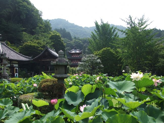 花寺と言われる三室戸寺。<br />蓮が一番有名というより、花なら何でもある！って<br />感じです。<br />写真ではよく分からないですが、<br />実はこの蓮は全て鉢植え。<br />植え・・という言葉が正しいのか微妙ですが、<br />水瓶の中にはいっているのです。<br />ボリュームたっぷりなので、池があるかのようです。<br />三室戸寺HP<br />http://www.mimurotoji.com/index.php