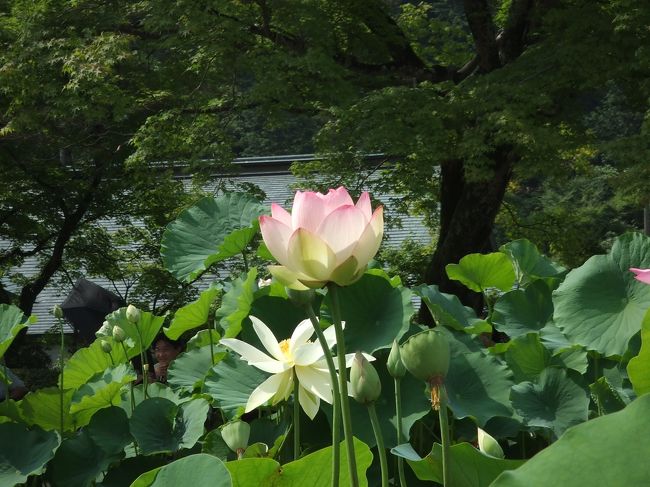 蓮もたくさん種類があります。<br />牡丹のように、八重になっているものもあれば、<br />（手前のは極楽に咲いてるっぽいですよね〜）<br />花びらがとんがっているインド系のもあります。<br />