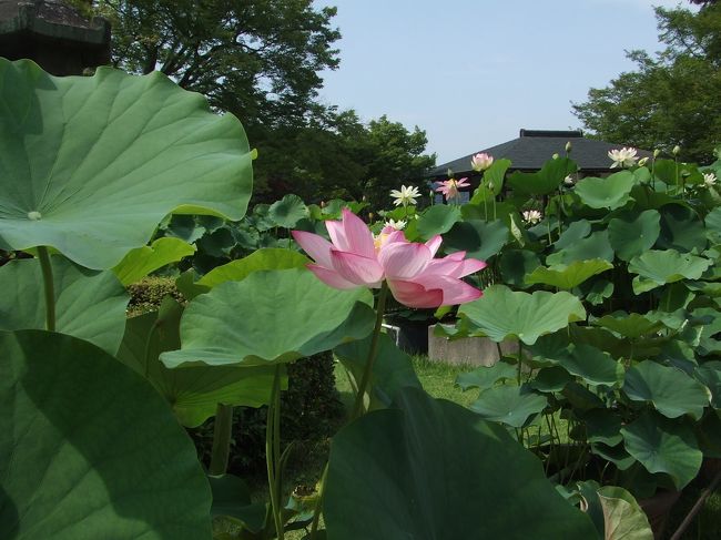 蓮って真上からより、<br />真横からの方がいい写真が撮れます<br />(≧∇ノ■ゝ☆☆