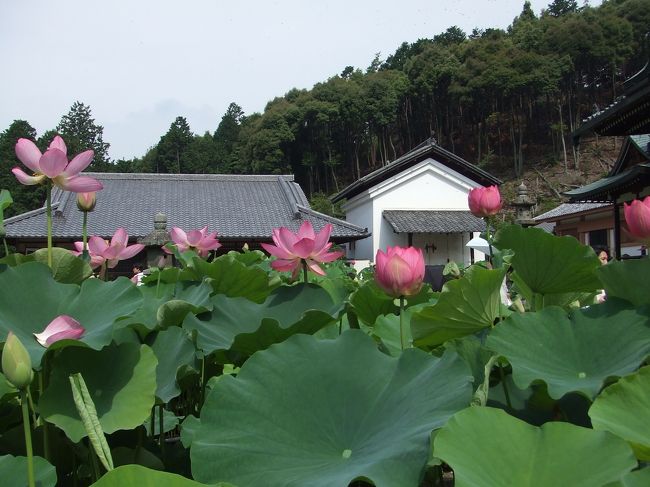 ８時半の拝観時間目指して行ったので、<br />たくさん花開いてます！！<br />早起きしてよかった〜<br />