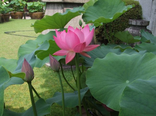 水瓶に入ってるのが見えますね〜