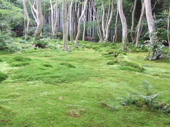 ところ変わって嵐山・嵯峨野へ・・・<br />嵯峨野で一番好きなお寺、祇王寺です。<br />少しひんやりとしていて、苔むした<br />小さなお庭が大好きです。<br />相方さんも気に入ってくれてよかった(*^^)