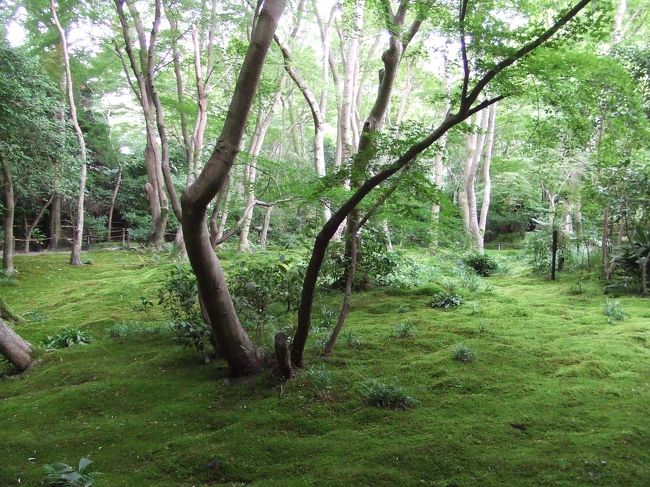 ここは平清盛の寵愛を受けた白拍子たちが<br />出家したあと過ごしたお寺。<br />皆、儚げな人たちだったようで、<br />お寺も小さく、ガイドブックにも名前くらいしか<br />載っていません。<br />それでも初めてここを訪れた高校生の私には<br />京都で一番好きなお寺として印象に残っています。<br />その頃から苔好きだった訳ではないけど・・・<br />何故か、惹きつけられるところです。<br />