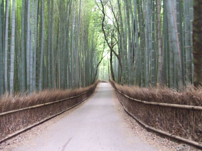 野宮神社近くの竹林です。<br />誰もいない時に写真が撮れて、ラッキー /■\_・) <br />この後、待っててくれたかのように、<br />わさわさ人が現れました☆<br />自転車で滑降〜−＝≡ヘ(* - -)ノ 
