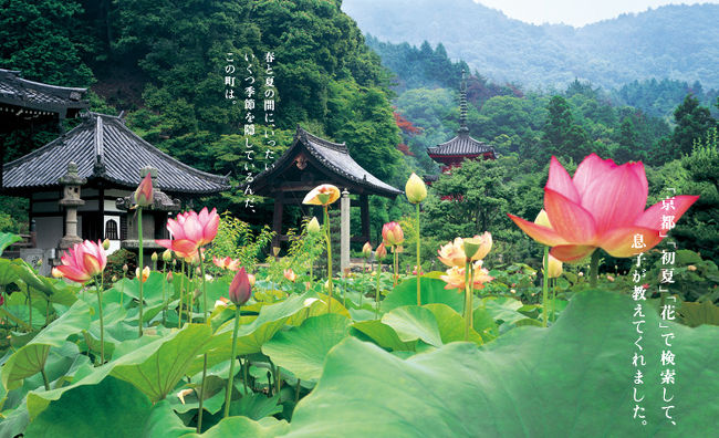 三室戸寺は、JR東海のそうだ、京都行こうの<br />ホームページで一目惚れ★<br />時期も短く、午前中しか楽しめない蓮が<br />大好きなので付き合ってもらいました♪<br />http://recommend.jr-central.co.jp/others/museum/kyoto/summer_2006_03.html