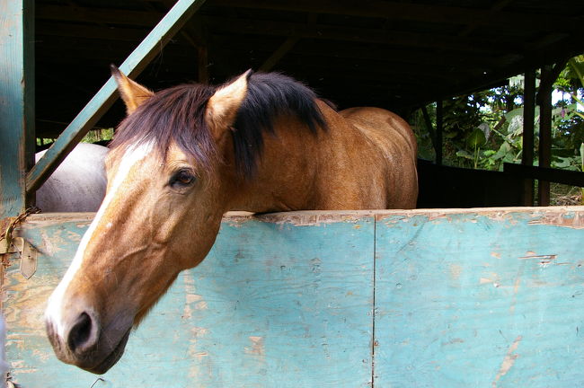 乗せてもらった馬ともおわかれ。<br />操作は難しいものの、乗馬なかなかおもしろかったです。