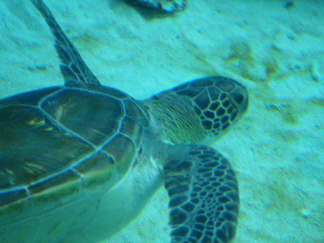 ウミガメかわいい！