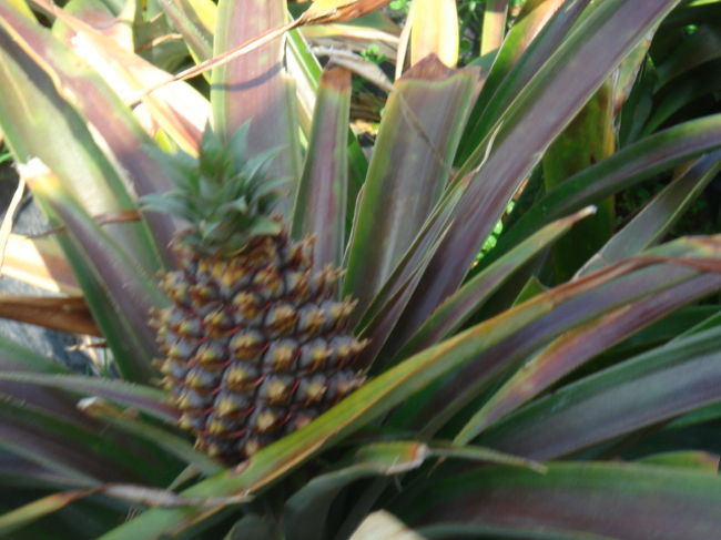 パイナップル食いまくり！