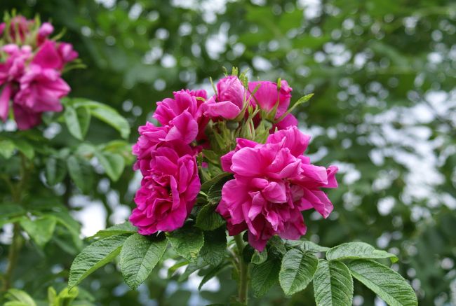 ハマナスの花が綺麗に咲いていました。