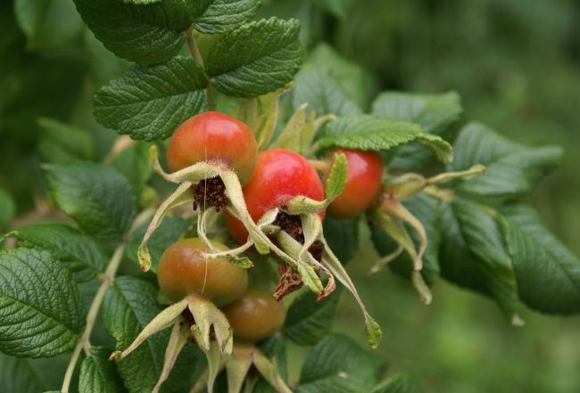 ハマナスはミニトマトと間違えるほど、赤い実が鈴なりでした。