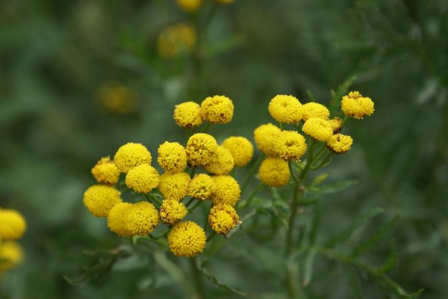 名前は分かりませんが、この黄色い花をよく見かけました。