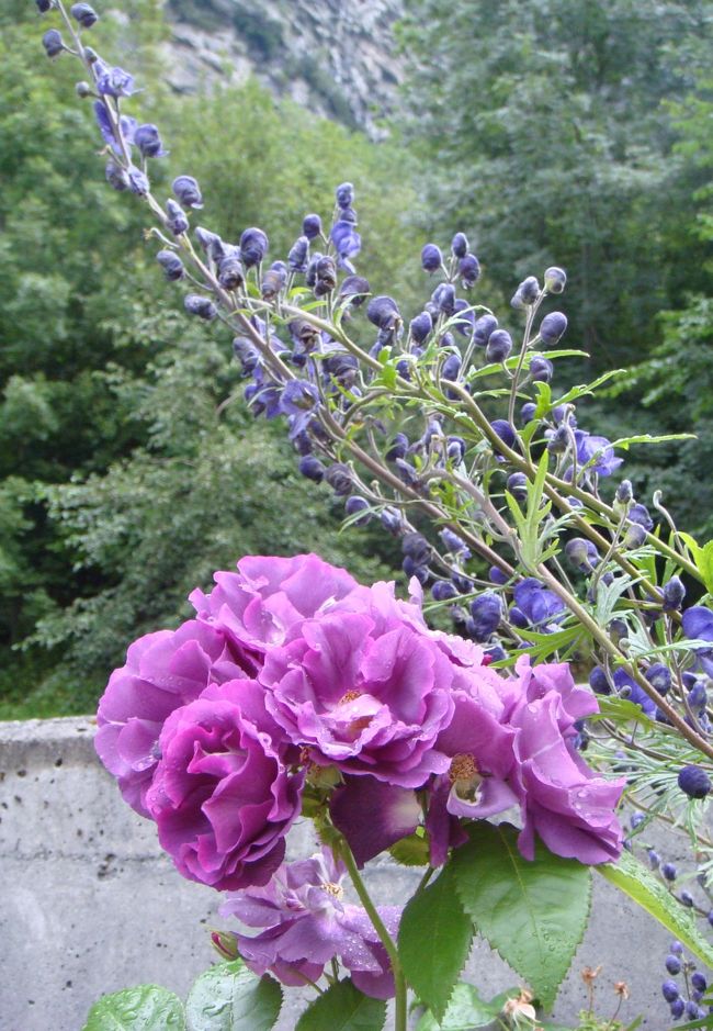 ホテル前に咲いていた花<br /><br />一眼レフはフォーカス不良で撮れません。<br />まだ旅は半分残っているのに、どうしよう(*-゛-) 