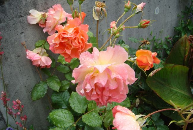 CDで撮影。<br />