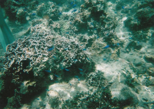 浅瀬でも魚はいました！<br />天候不良のわりに波はそれほどでもなくさっきまで降ってた雨はやんでいい天気に！<br /><br />他のツアーの方たちや外人さんがスノーケルやってました。が、それほど混雑していませんでした。